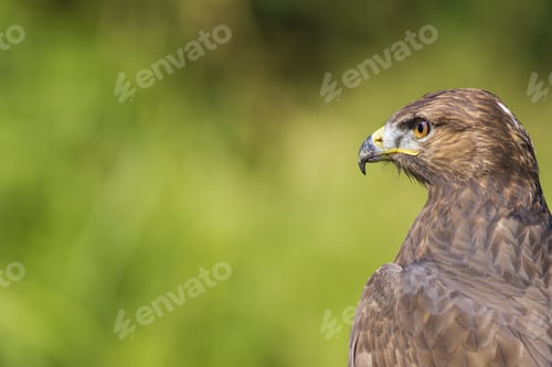 Preview: Bird Of Prey. Green Nature Background. Bird: Long Legged Buzzard. Buteo Rufinus.