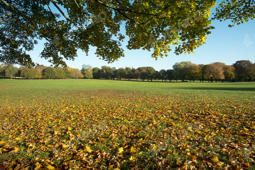Preview: Autumn Colour Leaves On A Deserted Park Field