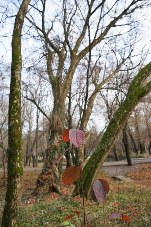 Preview: Late Autumn In The Park With Beautiful, Colorful Leaves