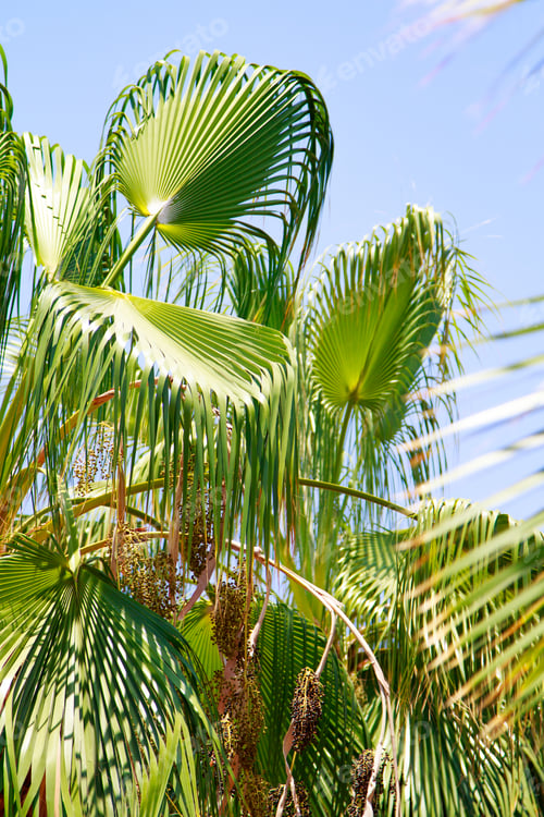 Preview: Palm Tree Leaves On The Sky Background