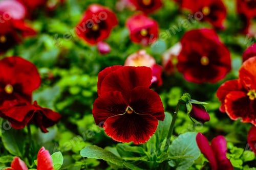 Preview: Beautiful Pansy Flowers. Spring Flowers (Garden Pansies) On A Sunny Day In Green Background.