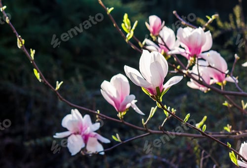Preview: Beautiful Springtime Closeup Background. Magnolia Flower Blossom In Garden