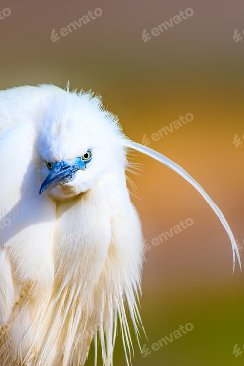 Preview: Cute White Bird. Heron. Nature Background.