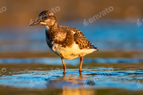 Preview: Water Bird Turnstone. Nature Background. Bird: Ruddy Turnstone. Arenaria Interpres