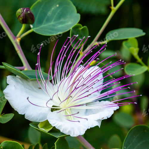 Preview: Close Up On Flowers Of Caper Shrub (Capparis Spinosa). Purple And White Flowers Of Caperous Spiny