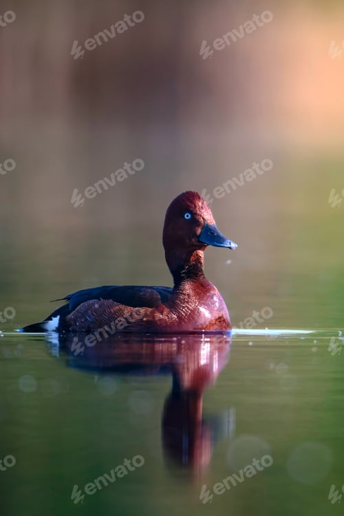 Preview: Swimming Duck. Natural Lake Habitat Background. Bird: Ferruginous Duck. Aythya Nyroca.