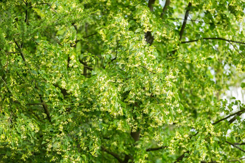 Preview: Blooming Branches Of Lime Tree (Tilia Cordata) Growing In Poland.