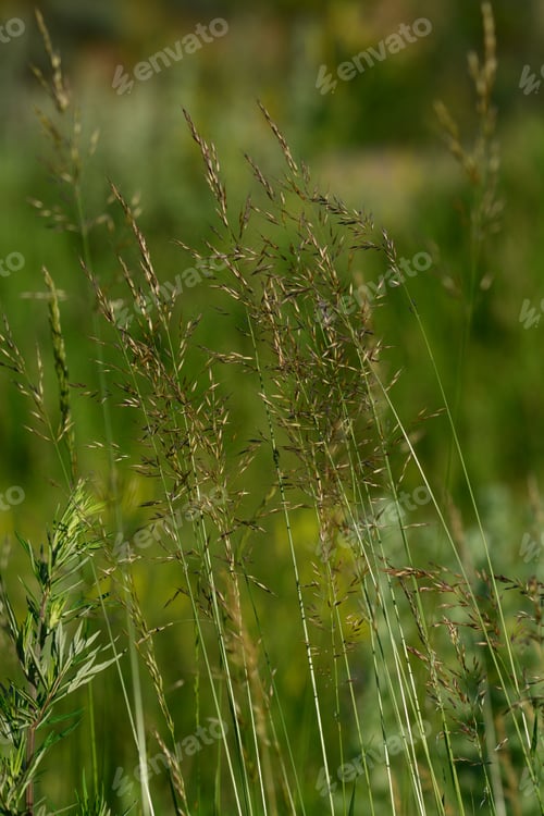 Preview: Clump Of Grass Plant On Bokeh Green Background