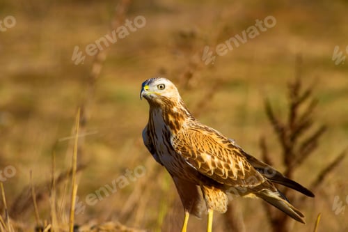 Preview: Bird Of Prey. Natural Background.