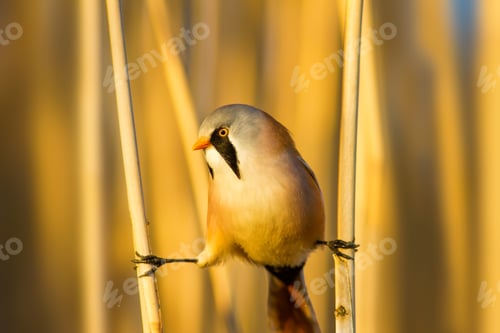 Preview: Bearded Funny Bird. Yellow Reeds Background.