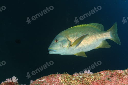 Preview: Giant Sweetlips Fish
