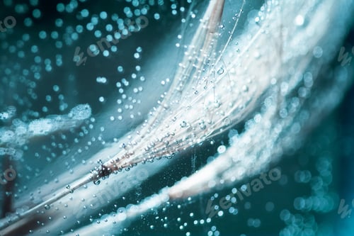 Preview: Colorful Underwater Dandelion Seeds With Bubbles