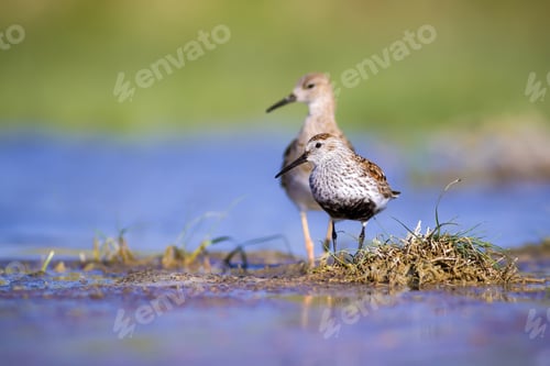 Preview: Water Birds. Colorful Nature Background. Bird: Dunlin Calidris Alpina.