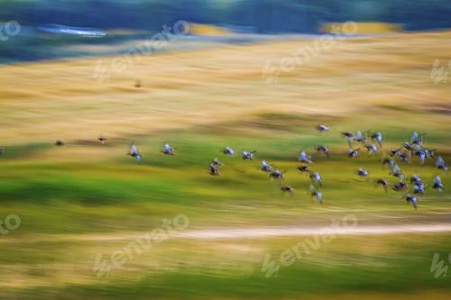 Preview: Flock of Birds Flying over Green and Yellow Field