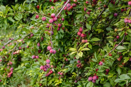 Preview: Ripe Red Plum Fruit Or Cherry Plum (Prunus Cerasifera) In The Garden. Branches With Fruits On A