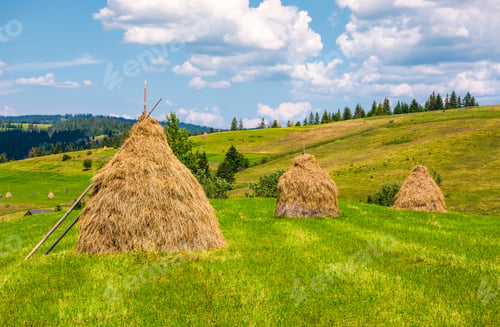 Preview: Haystacks In A Row On A Grassy Field. Beautiful Rural Scenery In Summer. Ecologycal Agriculture
