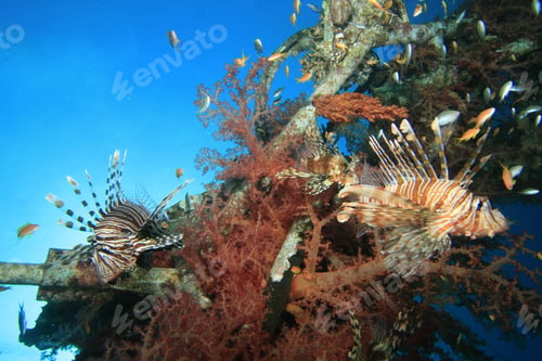Preview: Lionfishes On Shipwreck