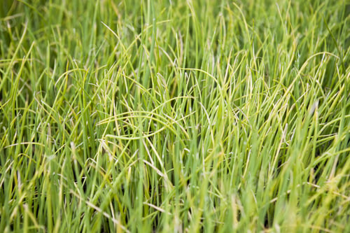 Preview: Texture And Background From Green Grass