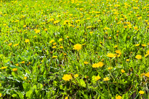 Preview: Field Of Vernal Green Grass With Flowering Dandelions On A Sunny Day In Early Spring