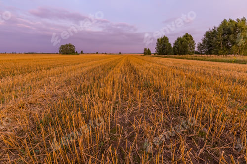 Preview: Spectacular Sunset Over Stubble Field. Polish Countryside After Harvest.