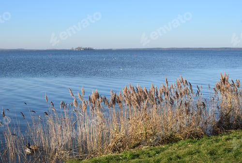 Preview: Reeds At The Steinhuder Meer In Lower Saxony