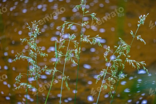 Preview: Dry Grass Bents On Blur Background Texture In Nature