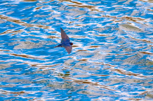 Preview: Flying Swallow. Blue Water Background.