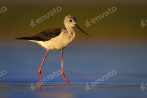 Preview: Water Bird. Colorful Nature Background. Bird: Black Winged Stilt. Himantopus Himantopus.