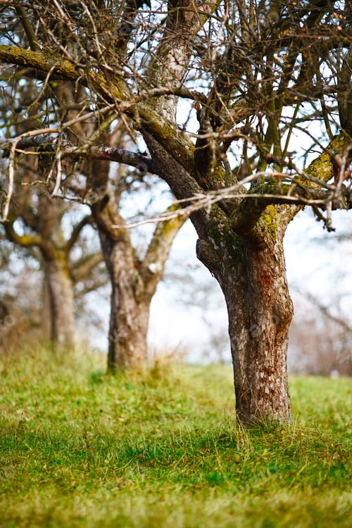 Preview: Landscape With Empty Apple Trees In An Orchard