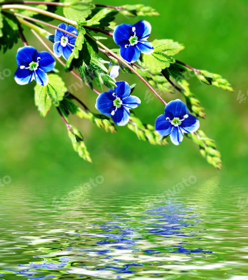 Preview: Floral Background