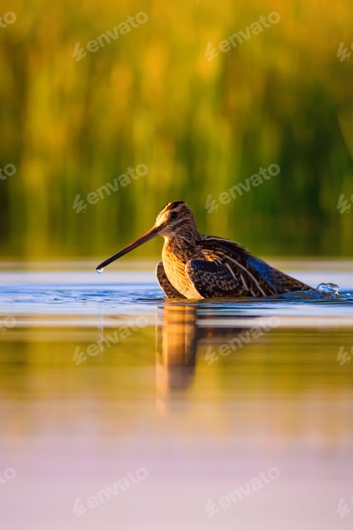 Preview: Wonderful Light And Bird. Lake Background. Common Snipe Gallinago Gallinago