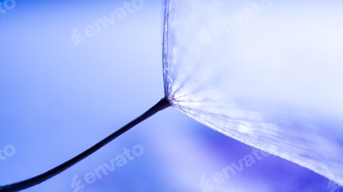 Preview: Macro, Abstract Composition With Dandelion Seed