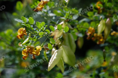 Preview: Colutea Arborescens In Garden. Bright Orange Flowers And Seeds