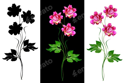 Preview: Colorful Bright Flowers Peonies Isolated On White Background.