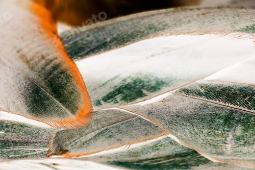 Preview: Colorful Rooster Feather With Details And Reflexions