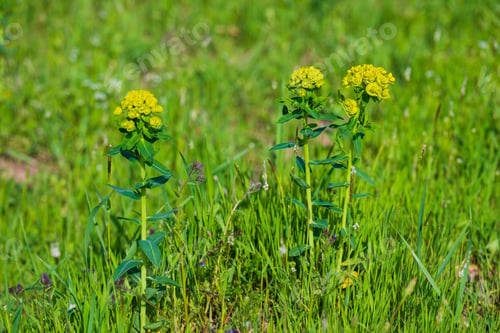 Preview: Euphorbia Plant In The Natural Habitat
