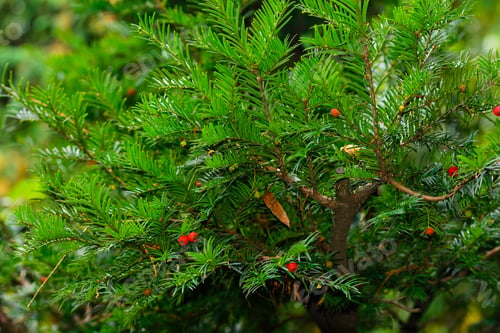 Preview: Taxus Baccata L., Armenia