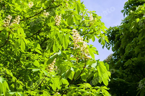 Preview: Flowering Branches Of Chestnut Castanea Sativa Tree, And Bright Blue Sky