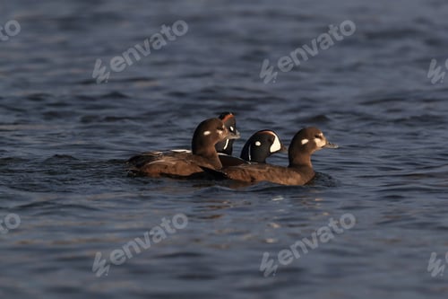 Preview: Harlequin Duck Iceland