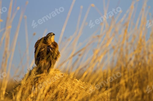 Preview: Buzzard. Yellow Blue Nature Background. Bird: Long Legged Buzzard. Buteo Rufinus.