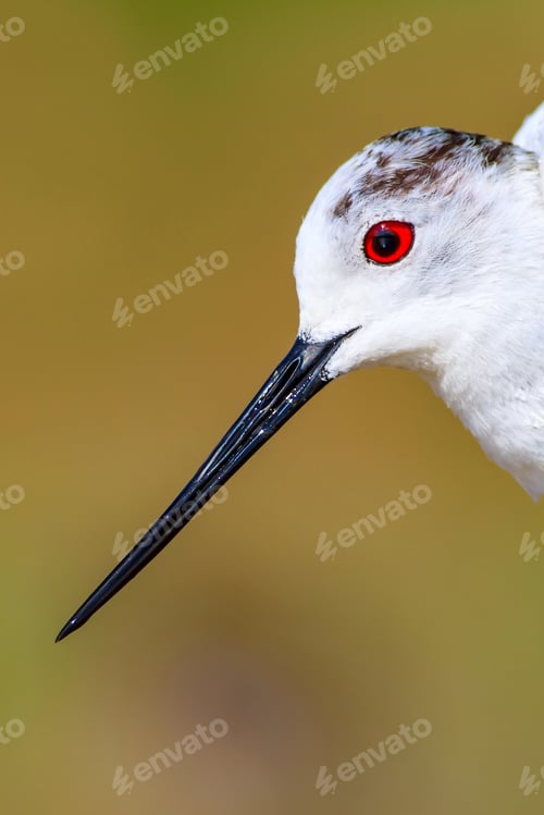 Preview: Common Water Bird Portrait. Colorful Natural Background. Bird: Black Winged Stilt. Himantopus