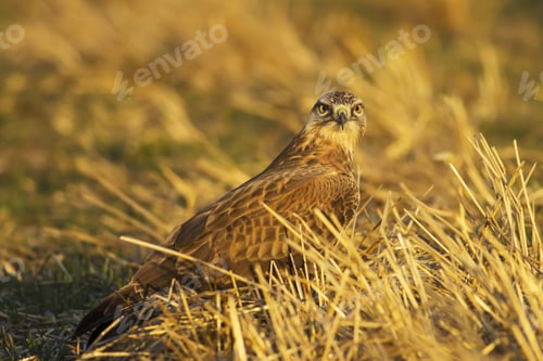 Preview: Bird Of Prey. Yellow Nature Background. Bird: Long Legged Buzzard. Buteo Rufinus.