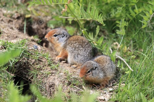 Preview: Columbian Ground Squirrel Cub Canadian Rockies