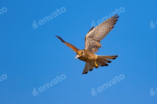 Preview: Flying Falcon. Blue Sky Background.