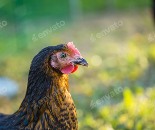 Preview: Chicken Portrait. Close Up Of Hen Face On Pasture. Beautiful Animal.