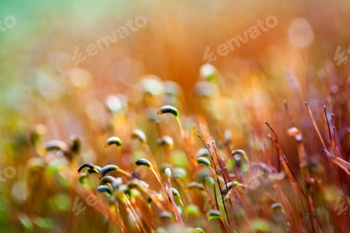 Preview: Abstract, Colorful Composition With Moss Flowers In Spring