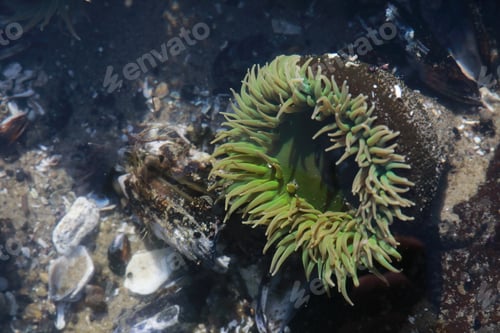Preview: A Tidal Pool Filled With Sea Anemones And Mussels On The West Coast Oregon Usa