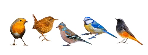 Preview: Isolated Bird Set. White Background. Birds: Robin, Wren, Chaffinch, Blue Tit, Black Redstart.