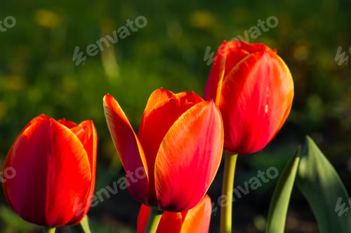 Preview: Colorful Tulips In Early Spring In The Garden