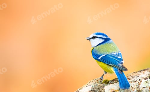 Preview: Cute Colorfulbird. Orange Nature Background. Eurasian Blue Tit / Cyanistes Caeruleus